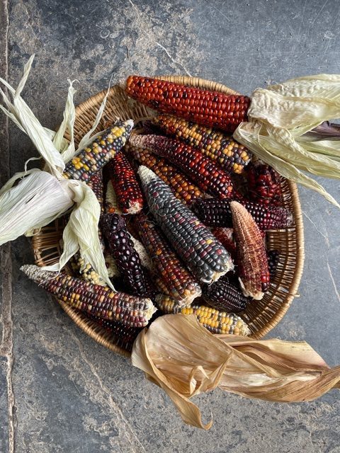 corn grown at 42 Acres